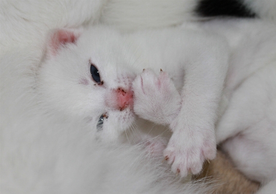 Foto Doce bicho de estimação gatinho gato