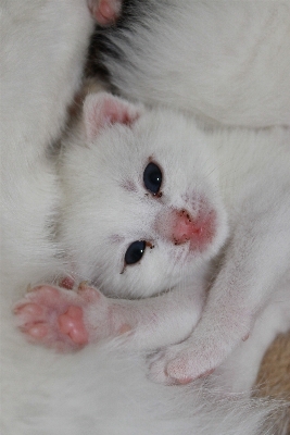 Foto Bianco dolce animale domestico gattino