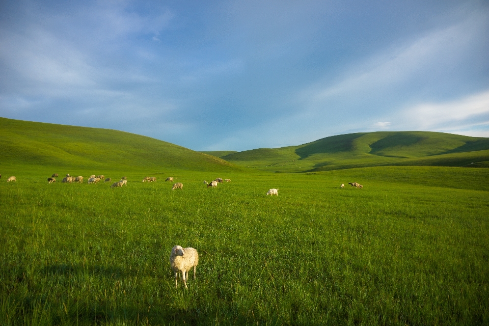 Paisagem natureza grama horizonte