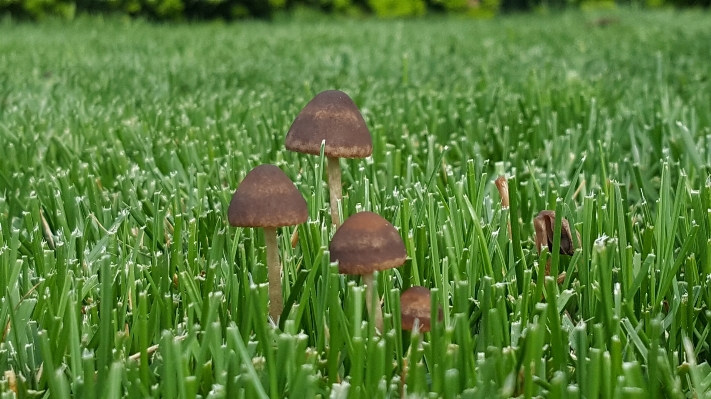 Nature grass outdoor plant Photo