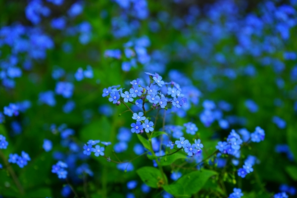 Blossom plant flower bloom Photo