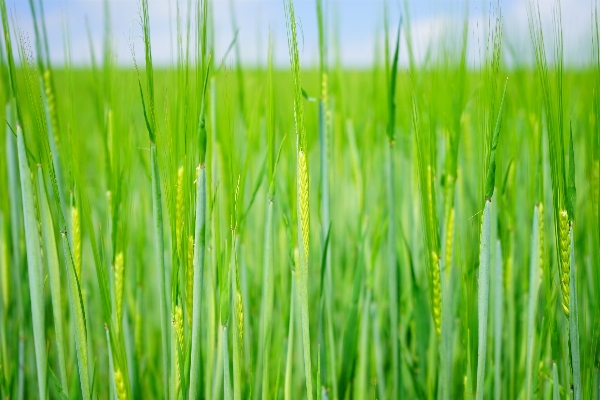 Grass growth plant field Photo