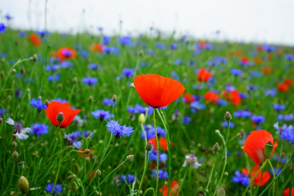 Grass plant field meadow Photo