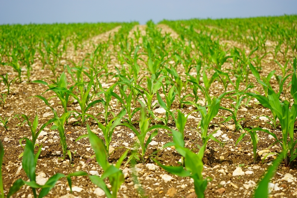 Nature usine champ prairie
