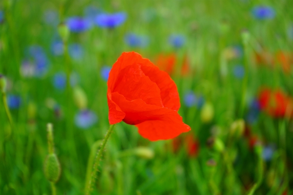 Foto Natura erba fiore pianta