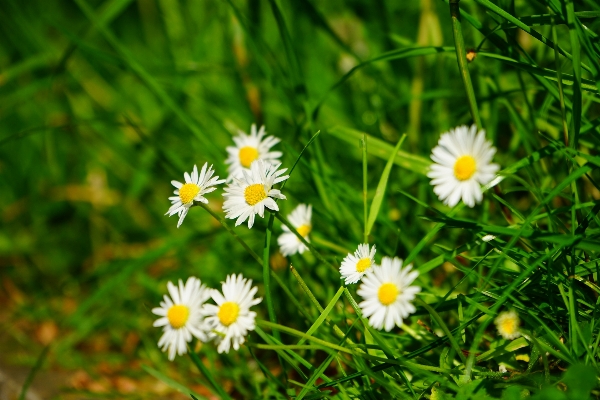 Nature grass plant white Photo