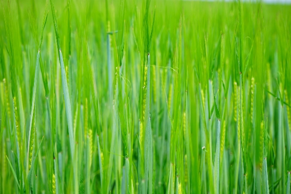 Grass growth plant field Photo