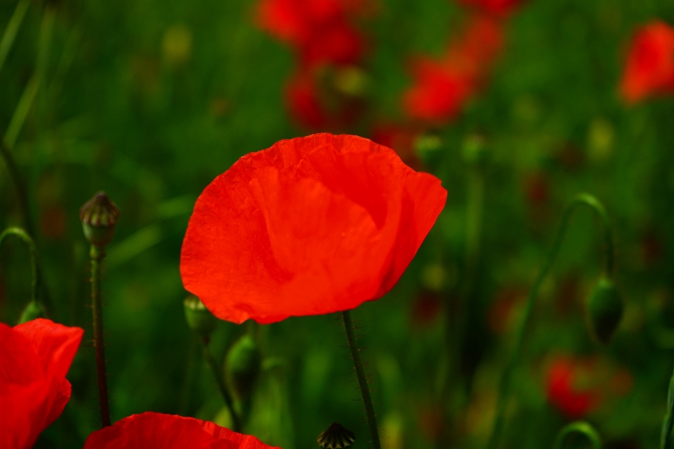 Nature fleurir usine champ