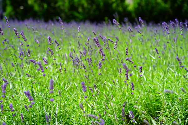 Nature grass plant field Photo