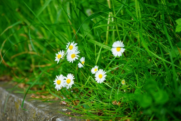 Nature grass blossom plant Photo