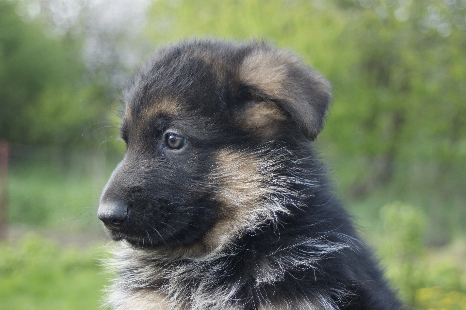 Köpek yavrusu hayvan sevimli