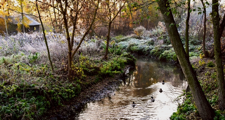 Landscape tree water nature Photo