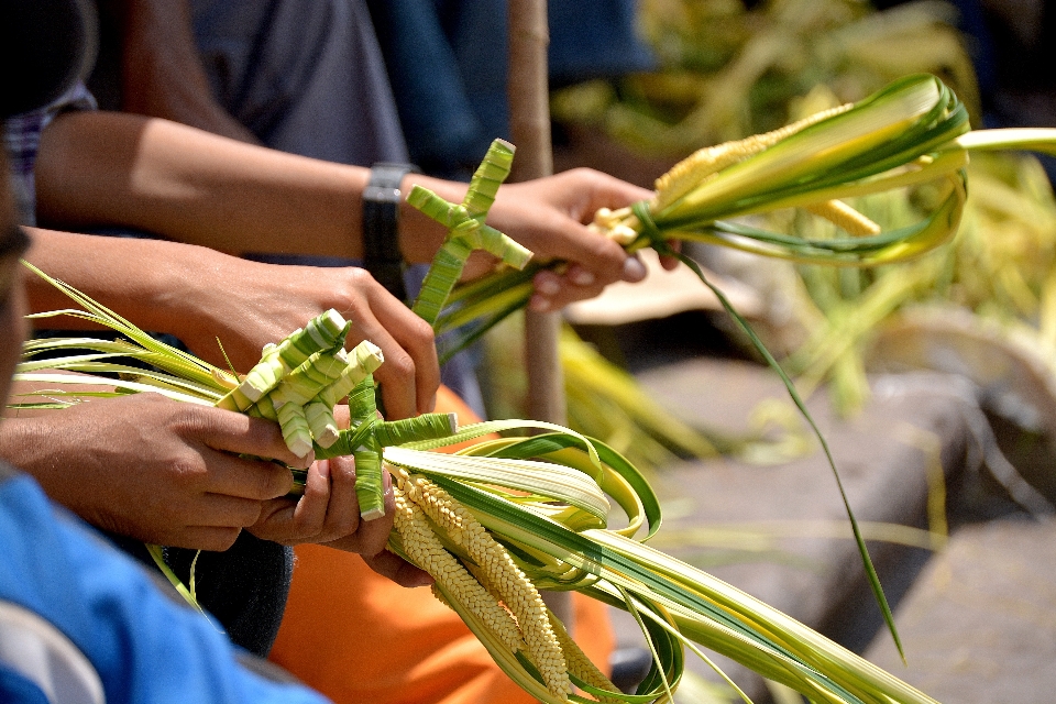 Tanaman bunga piring makanan