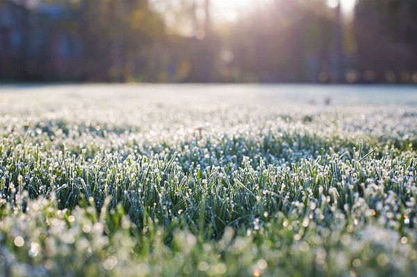 Water nature grass plant Photo