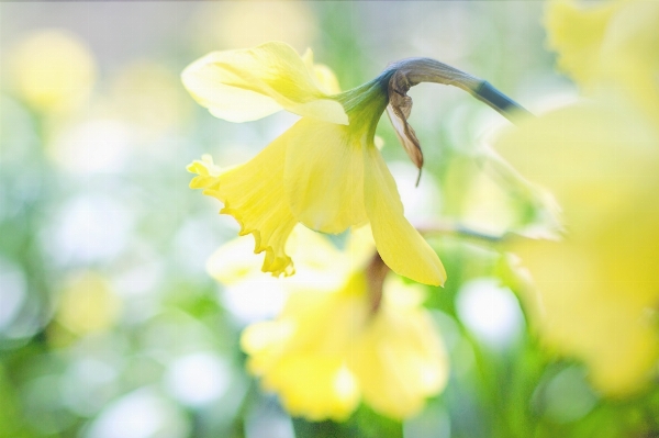 自然 ブランチ 花 植物 写真