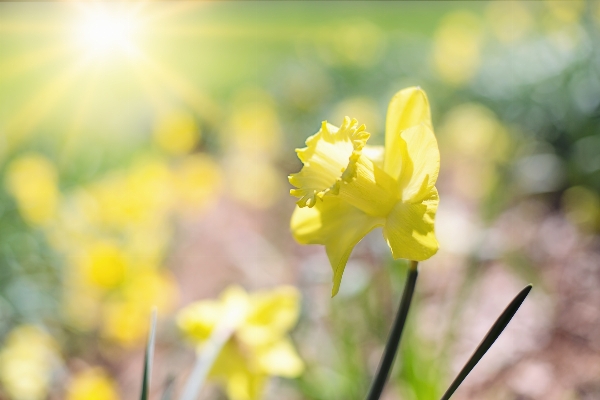 Nature blossom plant meadow Photo