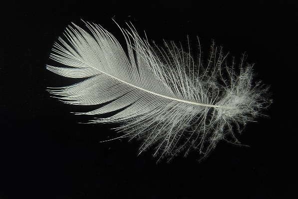 Photo Oiseau aile noir et blanc
 blanc