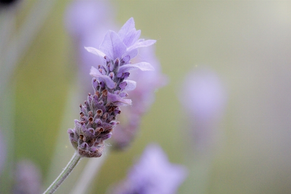 Nature blossom plant photography Photo