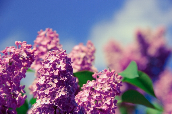 木 自然 花 植物 写真