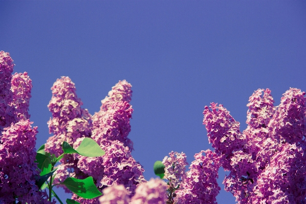 木 自然 花 植物 写真