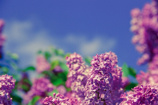 Tree nature grass blossom Photo