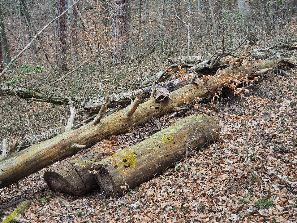 Arbre nature forêt bifurquer