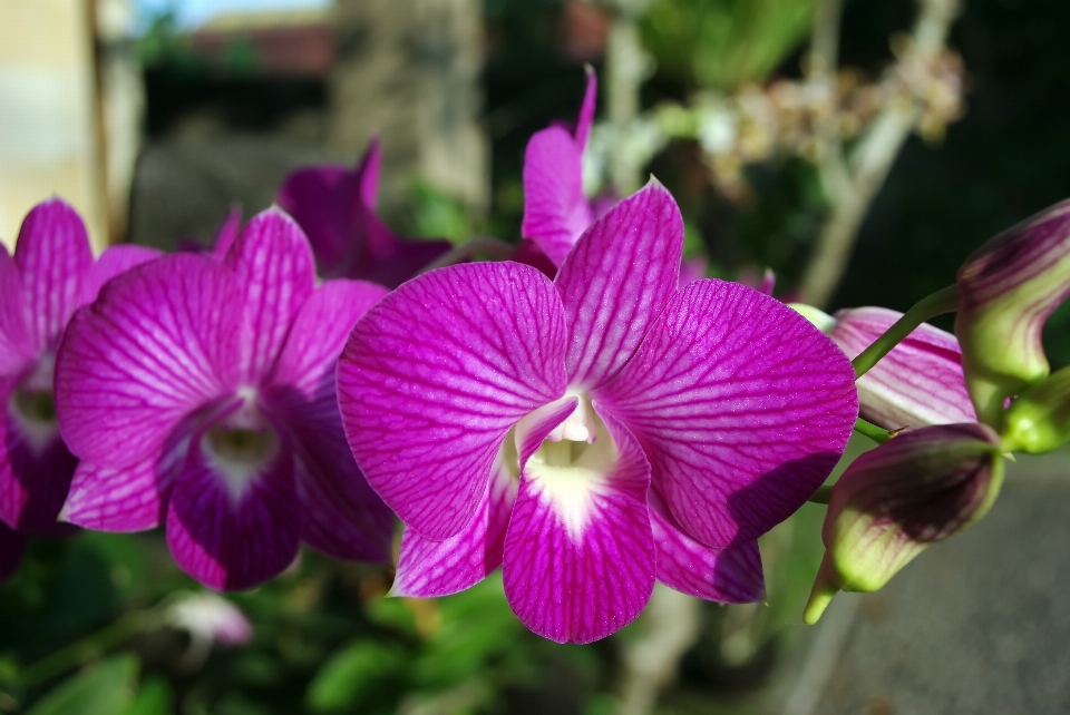 Anlage blume blütenblatt botanik
