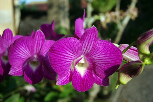 Plant flower petal botany Photo