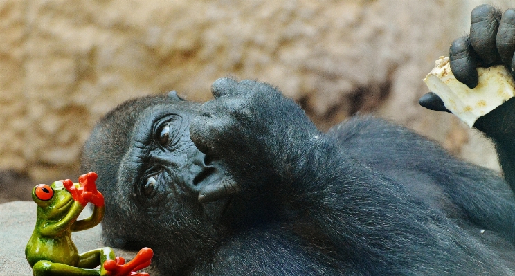 Animal wildlife zoo mammal Photo