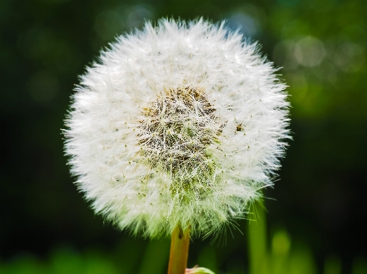 Nature grass blossom plant Photo