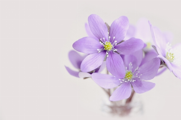 Blossom plant flower purple Photo