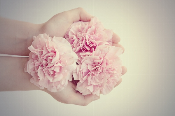 Hand blossom plant white Photo