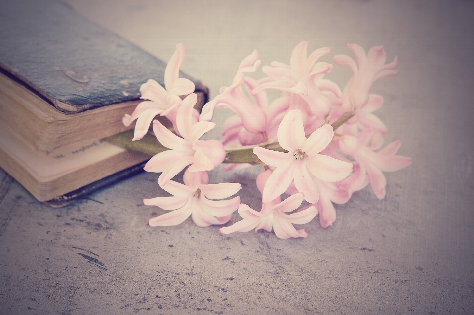 Book plant white flower