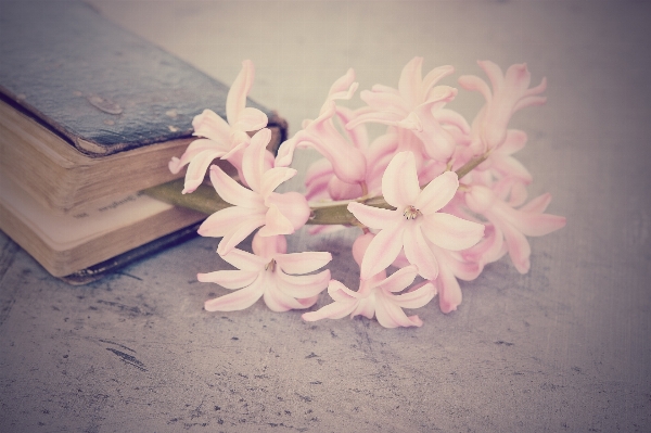 Book plant white flower Photo