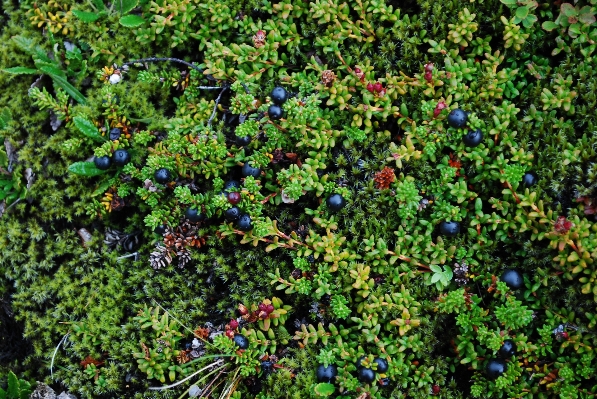 Tree plant fruit berry Photo