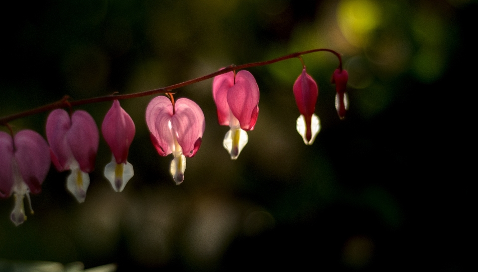 Nature outdoor blossom light