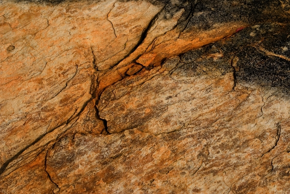 Nature rock wood texture Photo