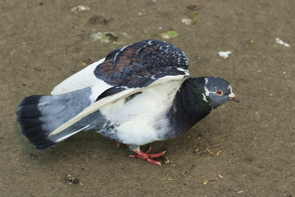 Foto Alam burung sayap pena