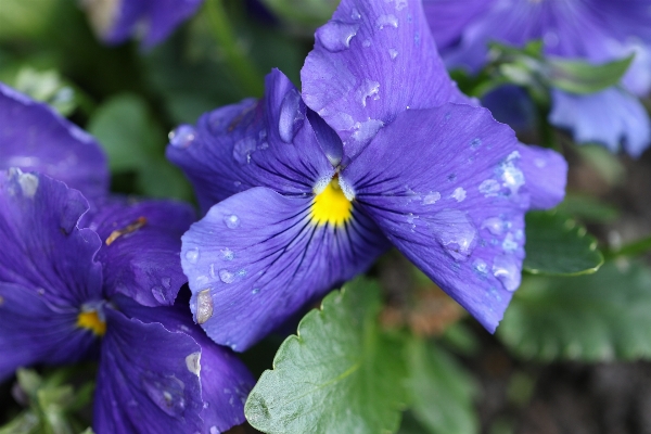 Photo Nature usine pluie fleur