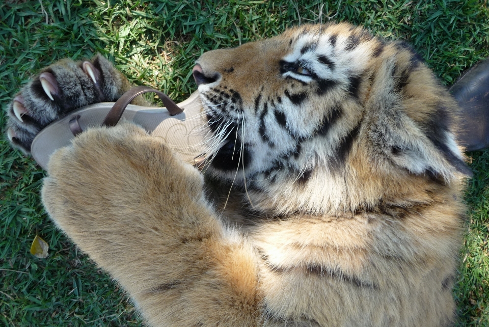 遊ぶ かわいい 野生動物 若い