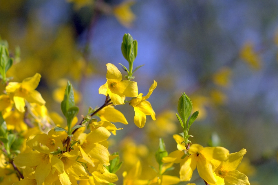 Tree nature branch blossom