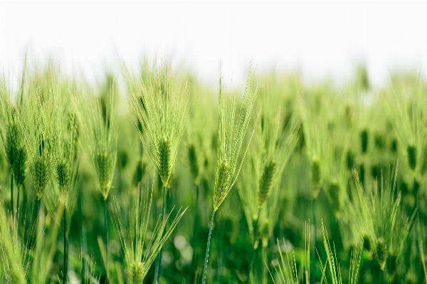 Grass plant field lawn Photo