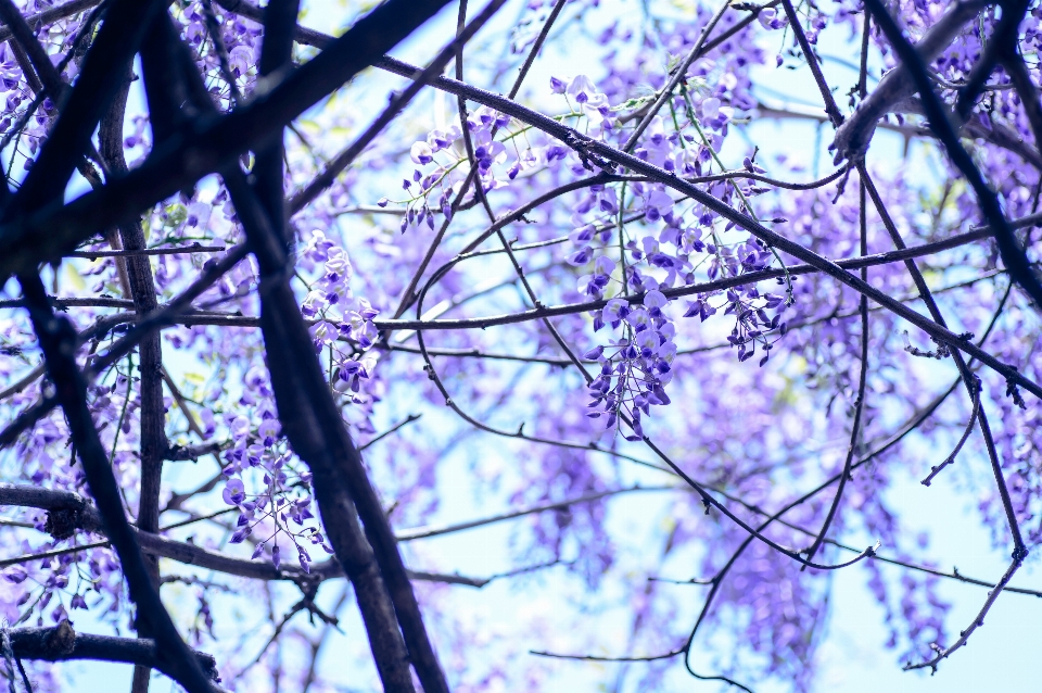 Tree branch blossom winter