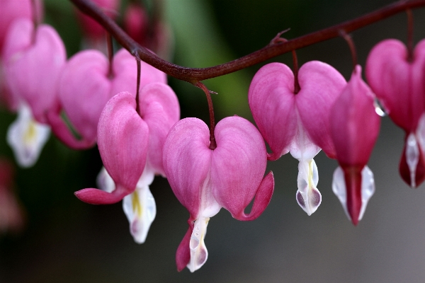 Nature blossom plant leaf Photo