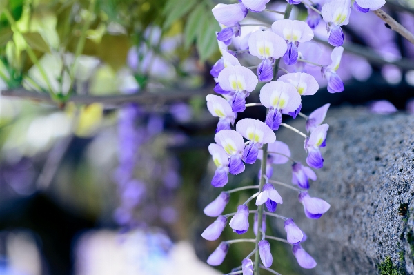 花 植物 紫 花弁 写真