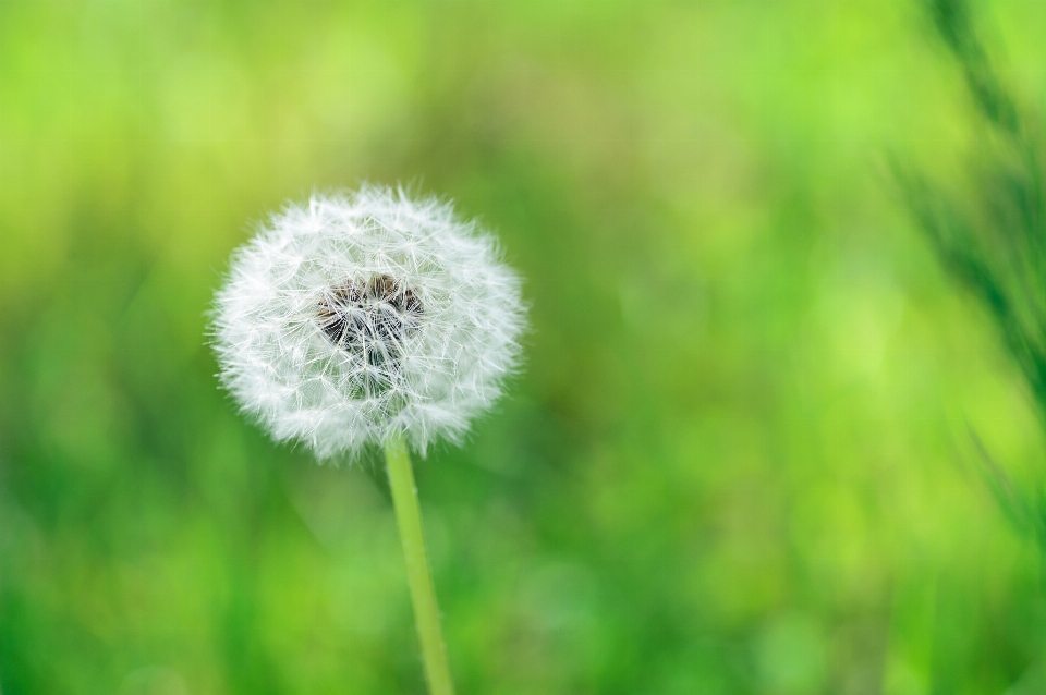 Nature grass plant white