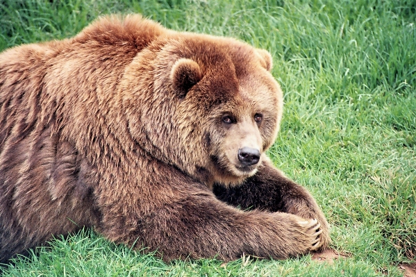 Nature animal bear wildlife Photo