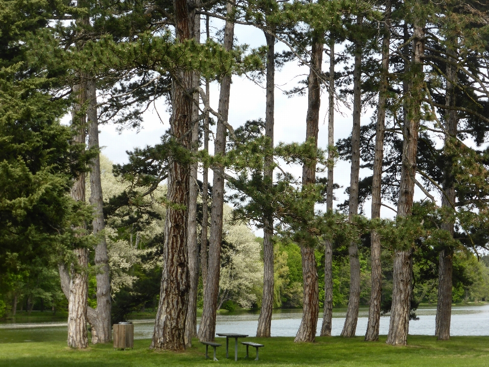 Landscape tree nature forest