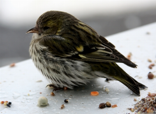 Winter bird female wildlife Photo