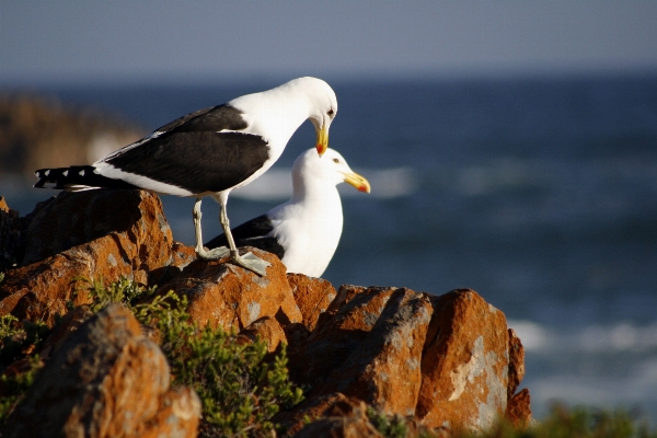 Sea coast water nature Photo